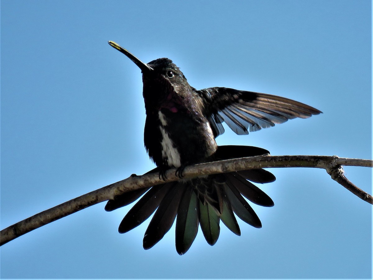 kolibřík fialovolímcový - ML264613551