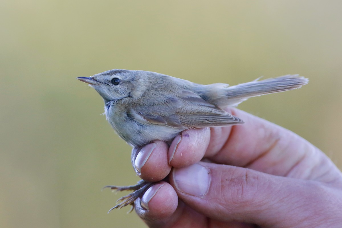 Хээрийн охил бялзуухай - ML264615221