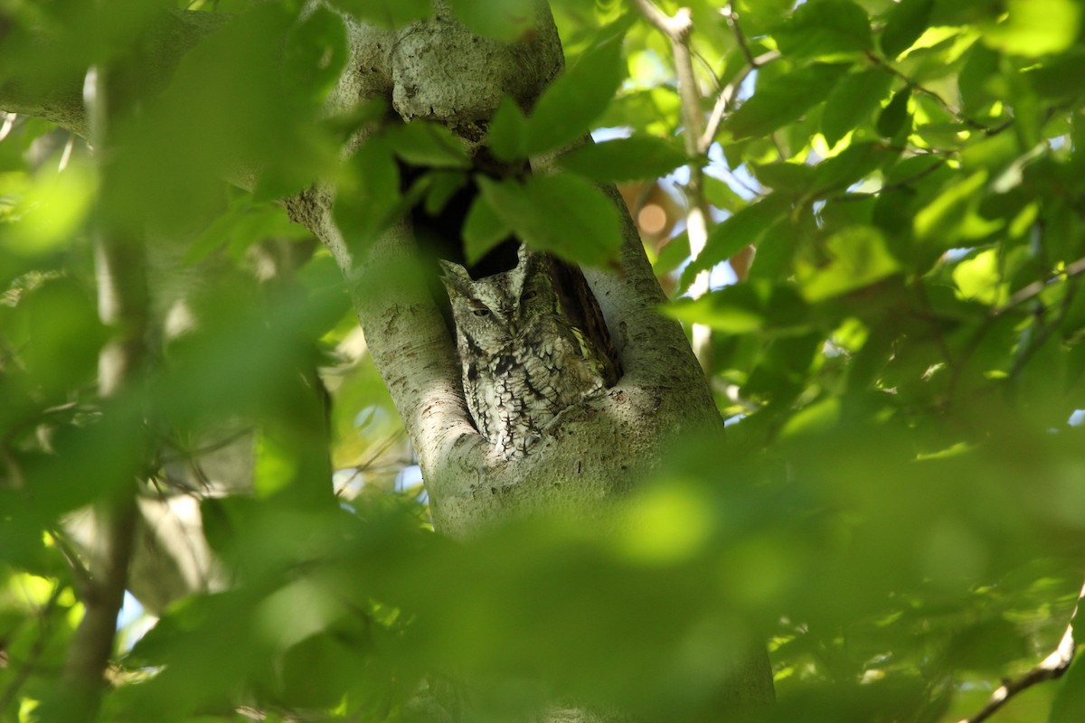 Eastern Screech-Owl - ML264616101