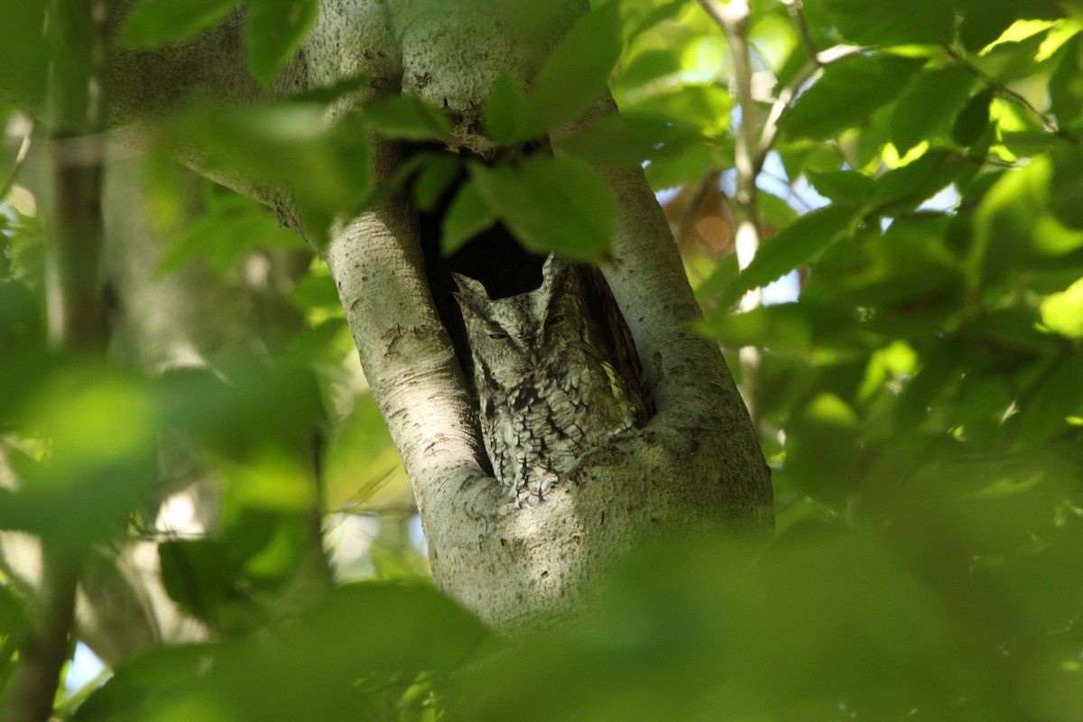 Eastern Screech-Owl - ML264616511