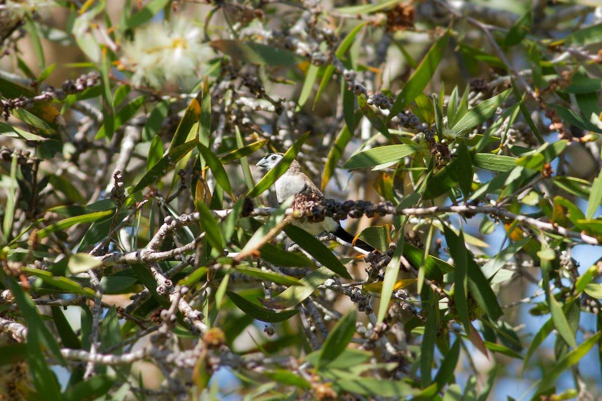 Double-barred Finch - ML26461721
