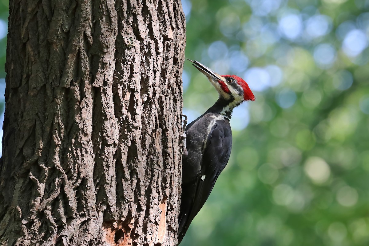Pileated Woodpecker - ML264618921
