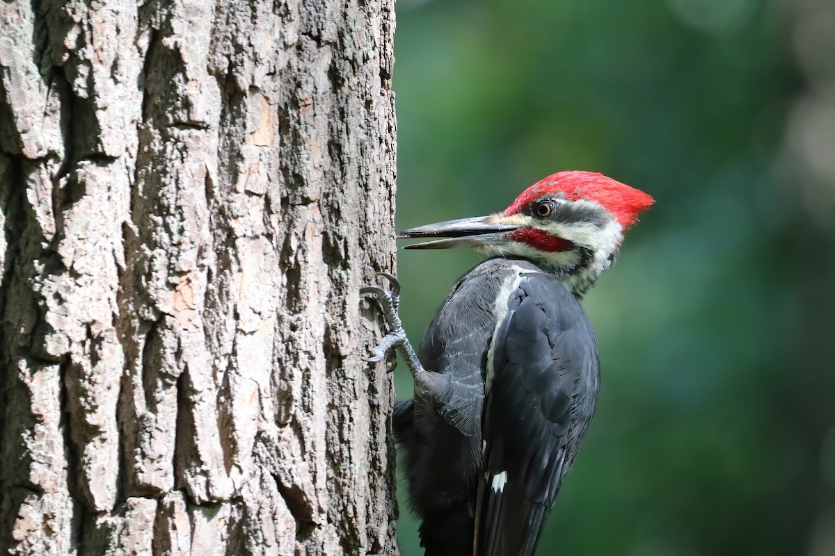 Pileated Woodpecker - ML264619171