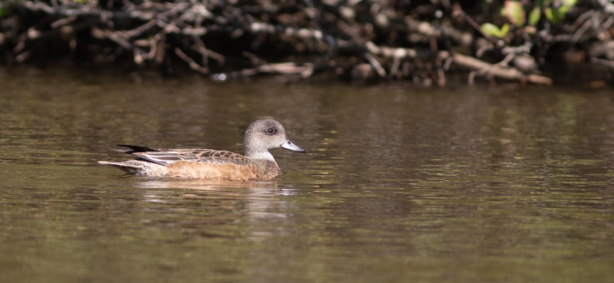 American Wigeon - ML264619301