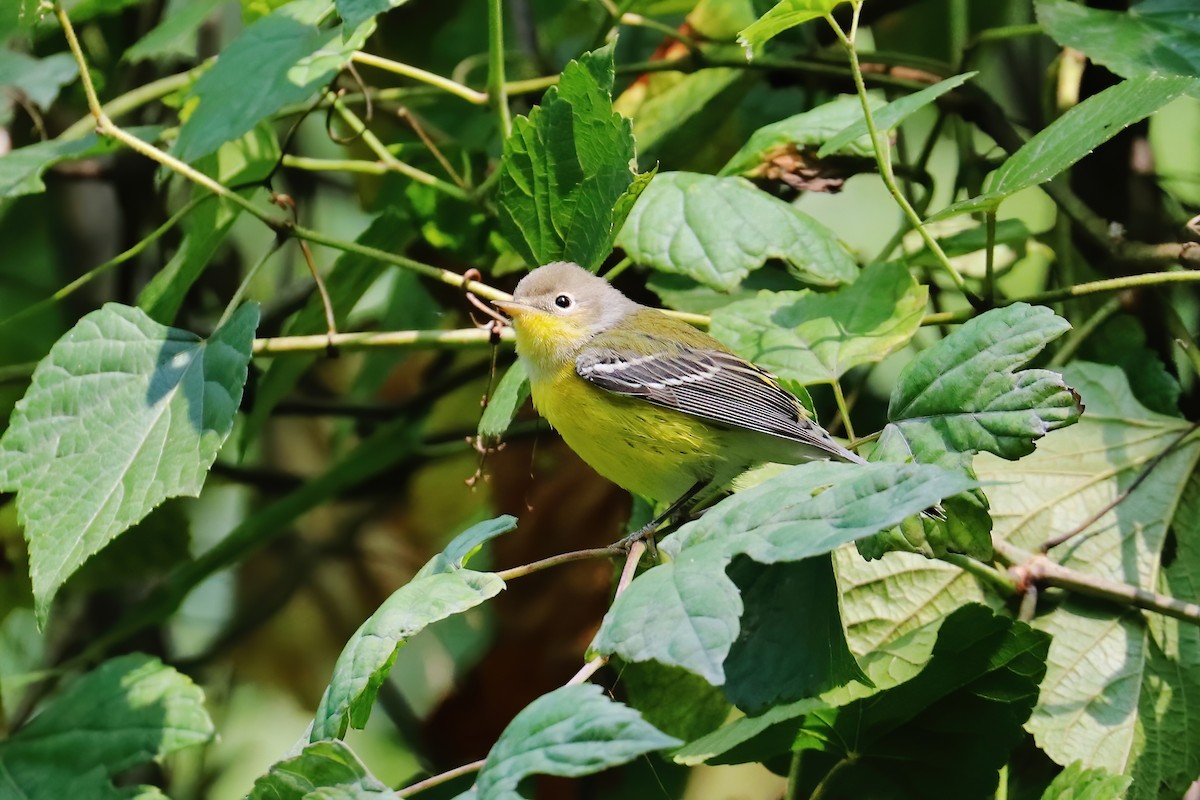 Magnolia Warbler - Suzanne O'Rourke