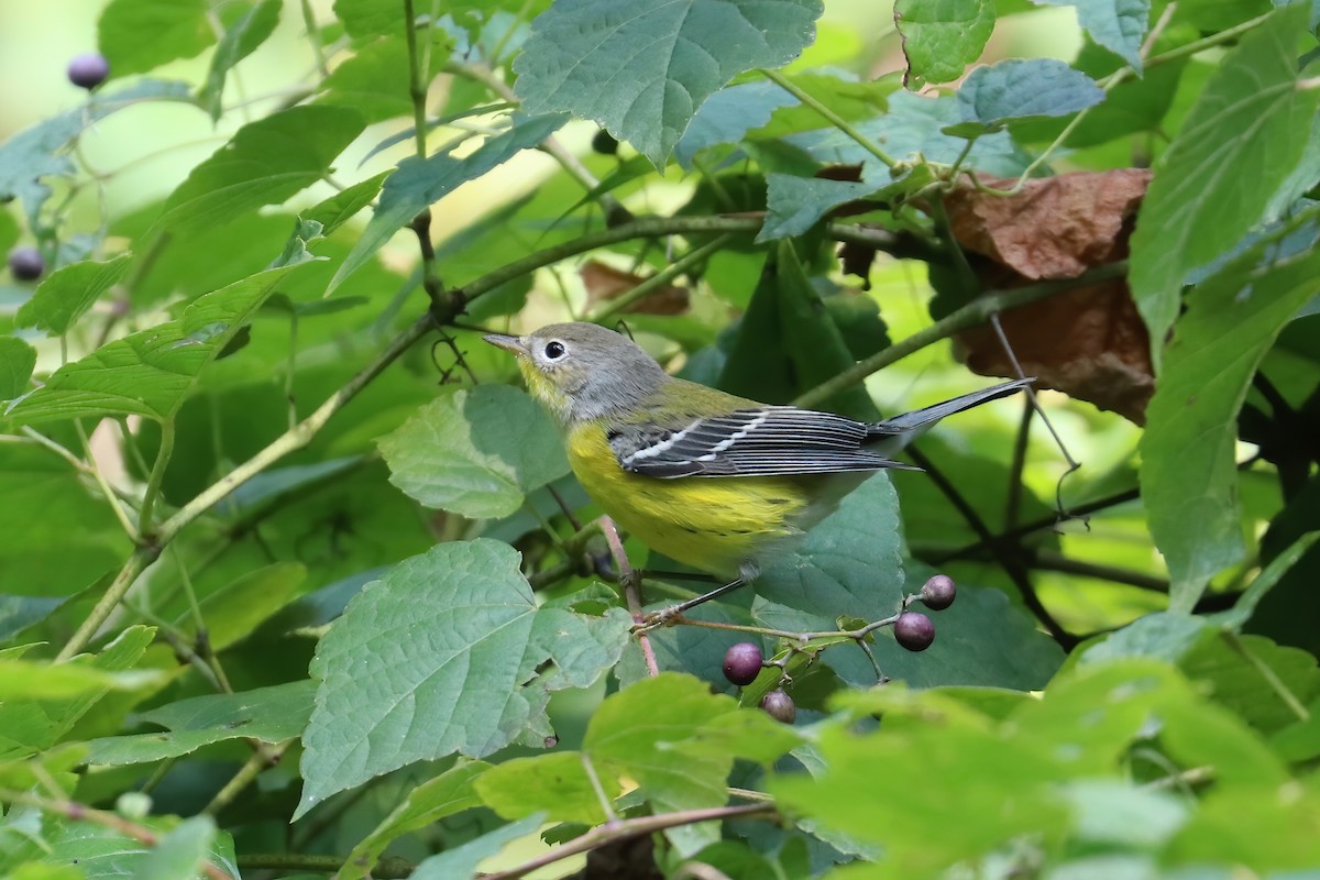 Magnolia Warbler - Suzanne O'Rourke