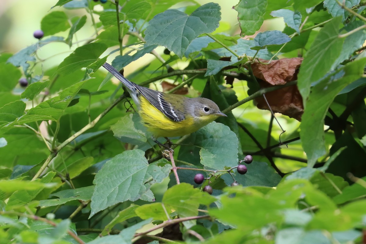 Magnolia Warbler - Suzanne O'Rourke