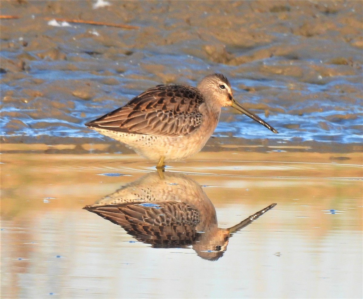 Long-billed Dowitcher - ML264621051