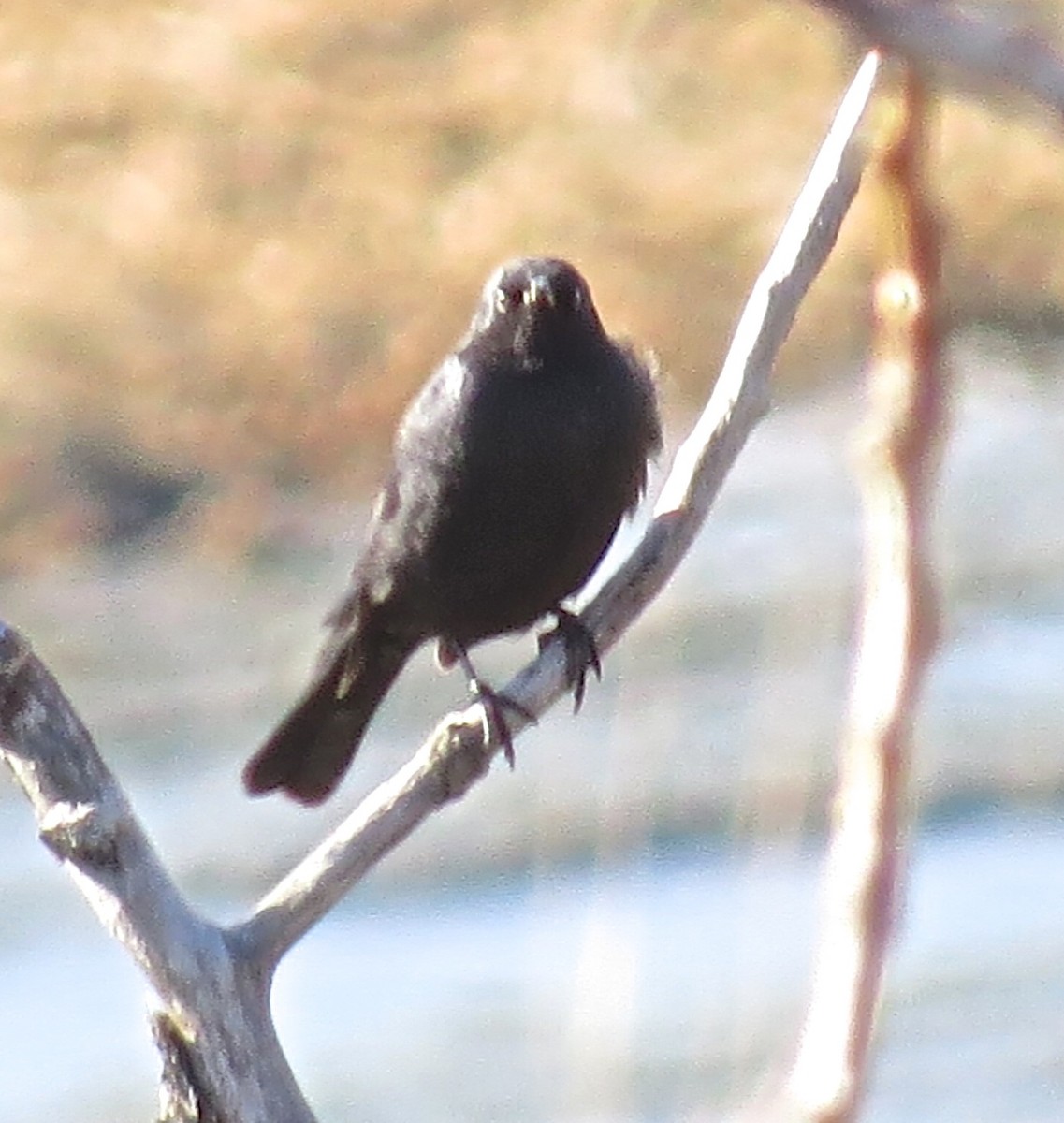 Rusty Blackbird - ML26462261