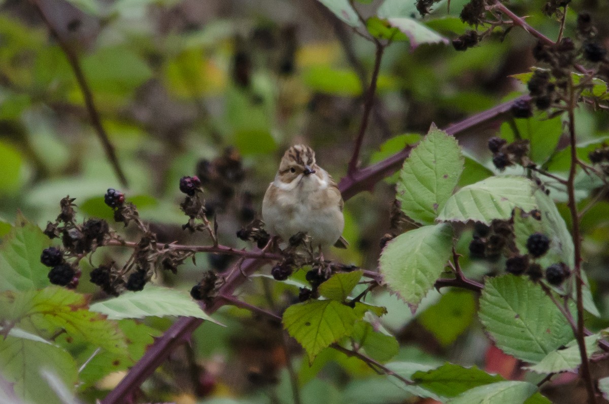 Clay-colored Sparrow - ML264622701