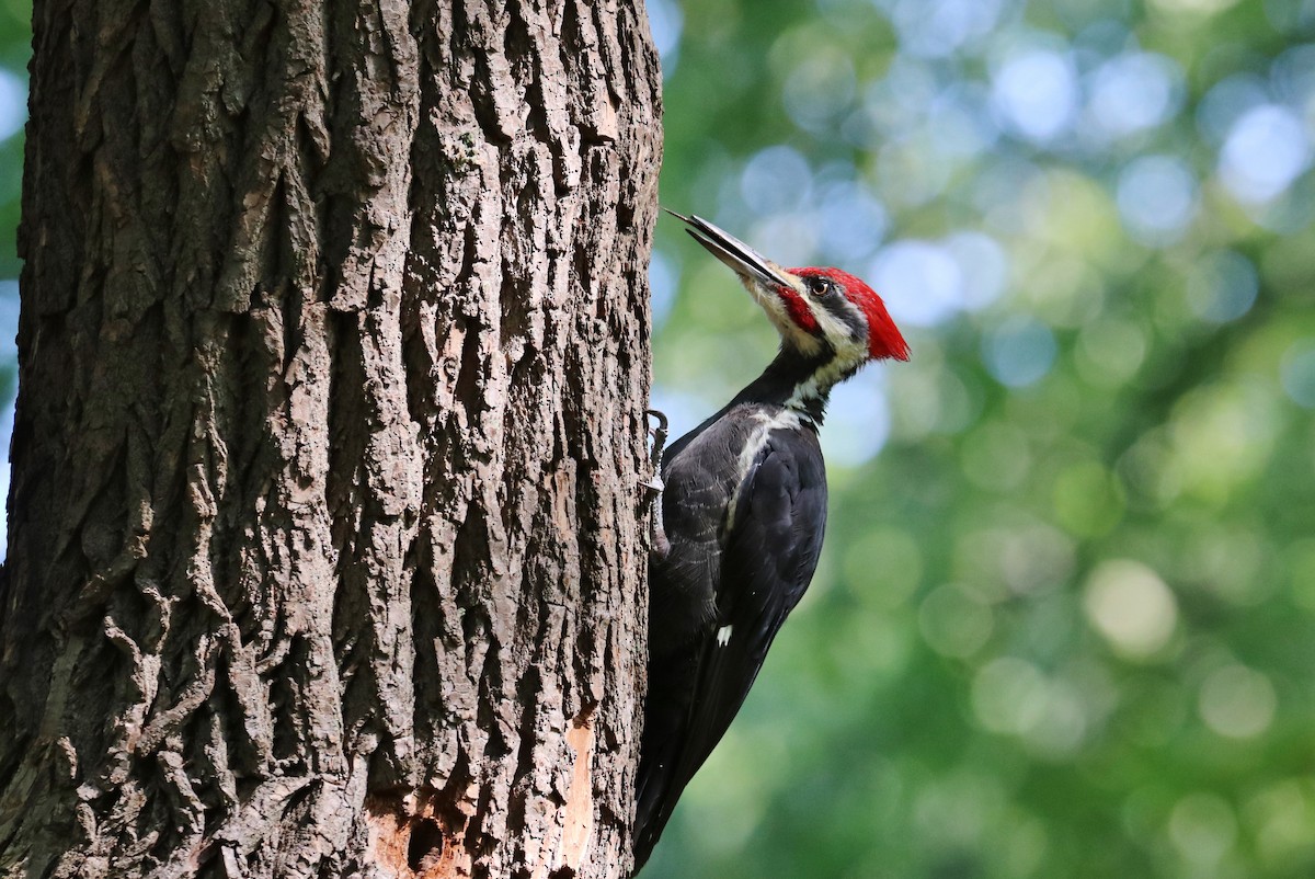 Pileated Woodpecker - ML264623181