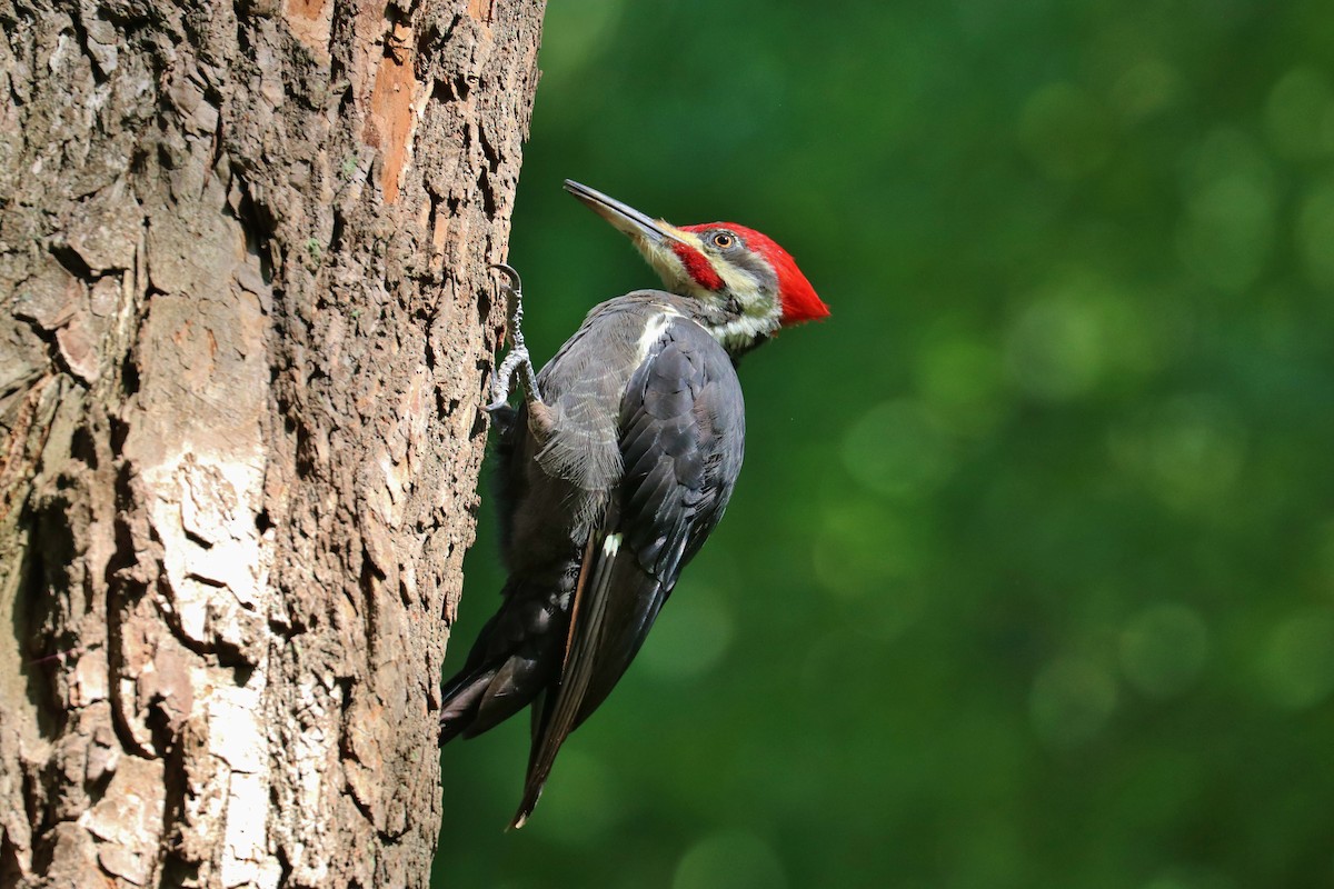 Pileated Woodpecker - ML264623241