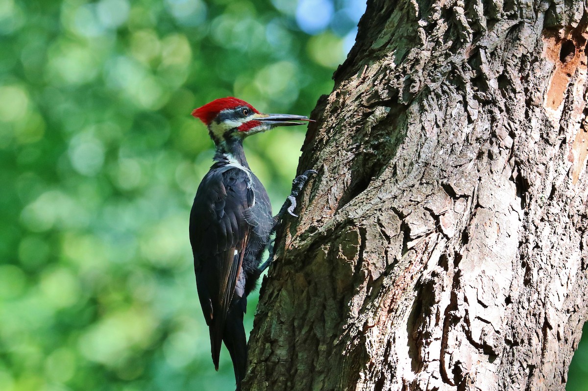 Pileated Woodpecker - ML264623311