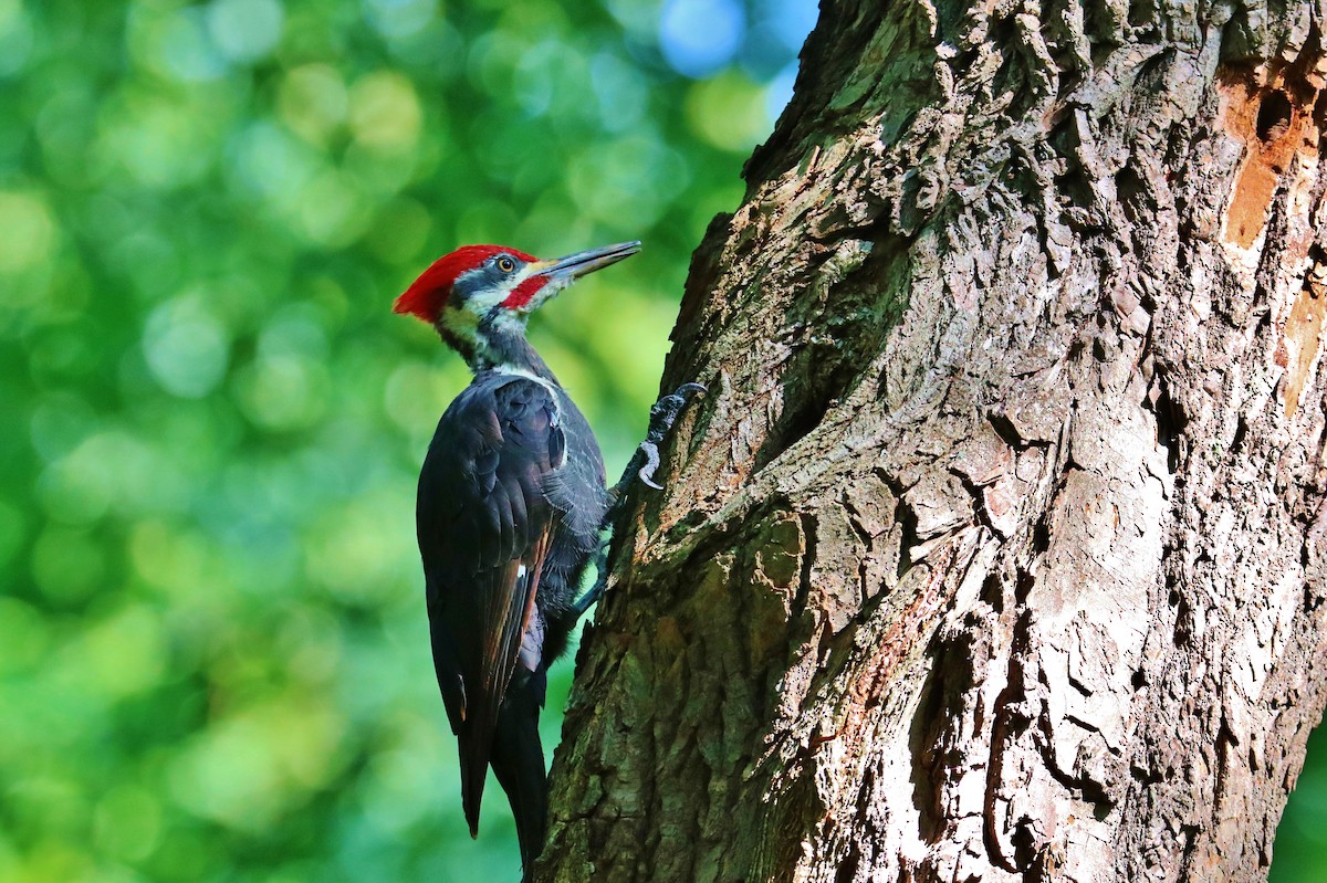 Pileated Woodpecker - ML264623321