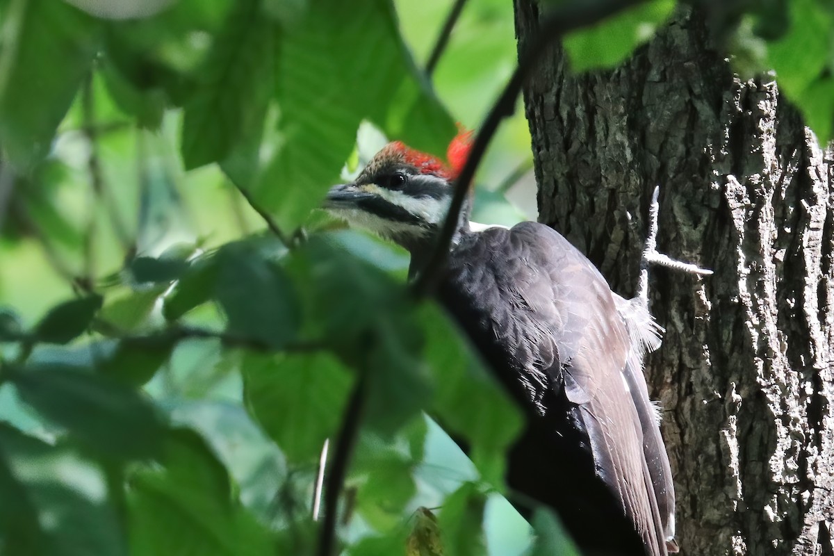 Pileated Woodpecker - ML264623451