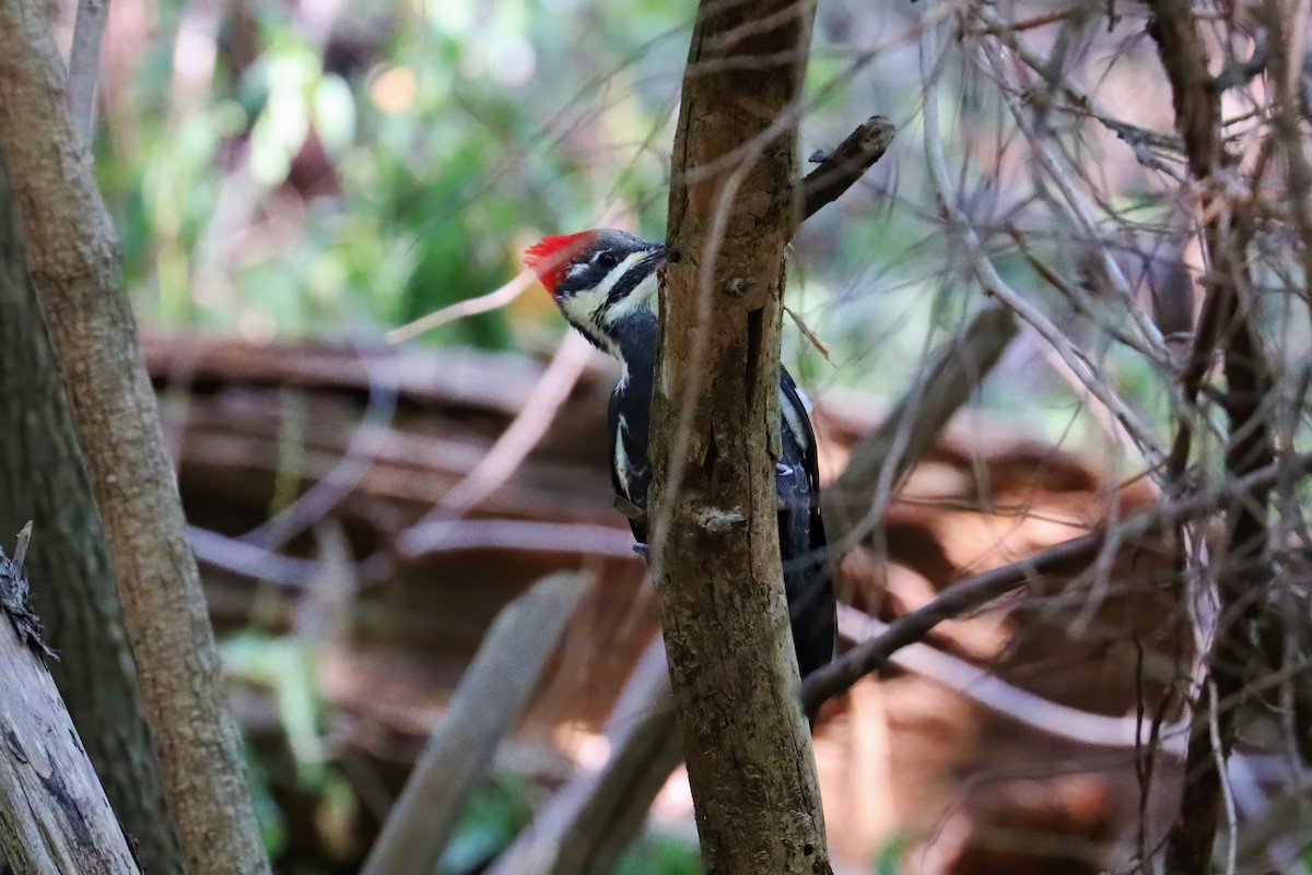 Pileated Woodpecker - ML264623491