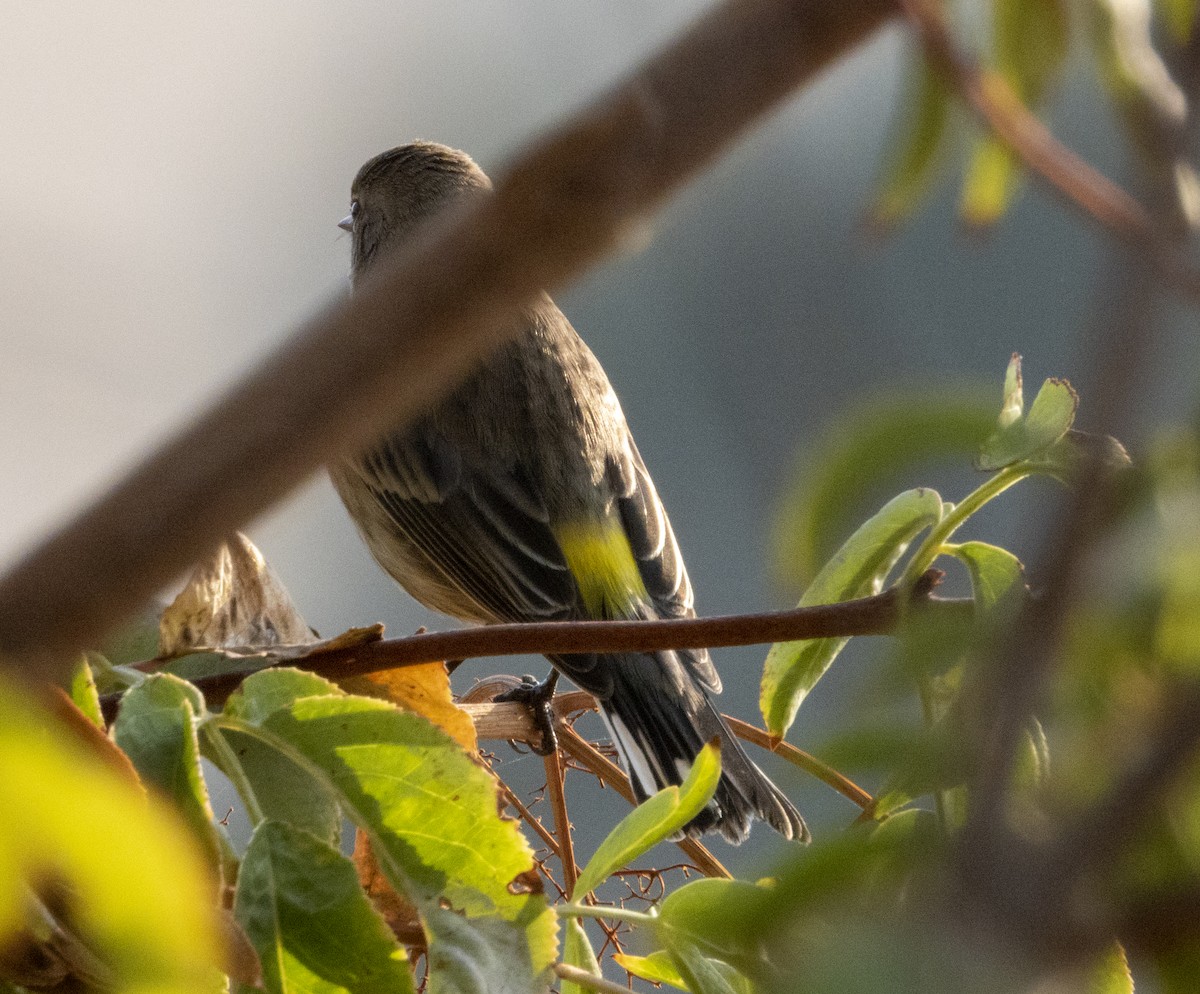 Yellow-rumped Warbler (Audubon's) - Norman Pillsbury