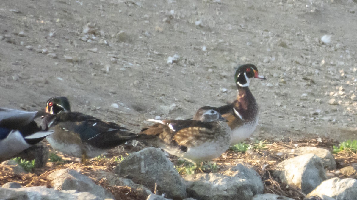 Wood Duck - Norman Pillsbury