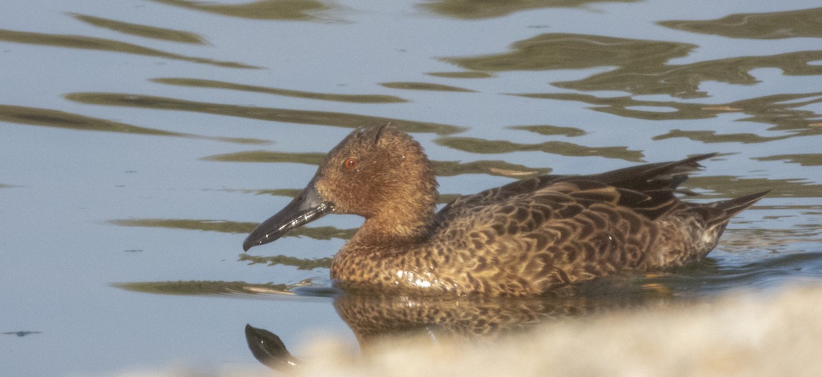 Cinnamon Teal - Norman Pillsbury