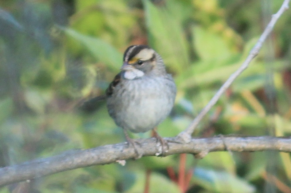 White-throated Sparrow - ML264627791