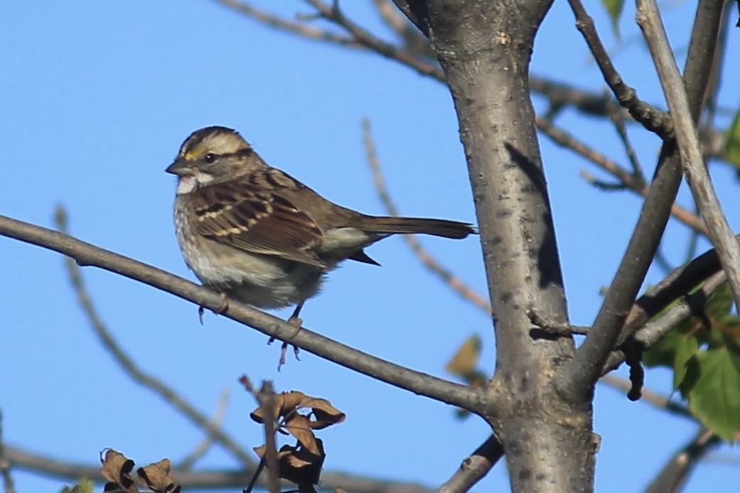 White-throated Sparrow - ML264627921