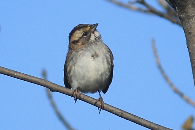 White-throated Sparrow - ML264627941