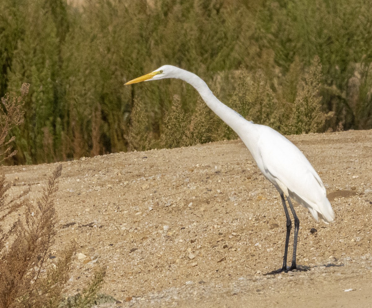 Great Egret - Norman Pillsbury