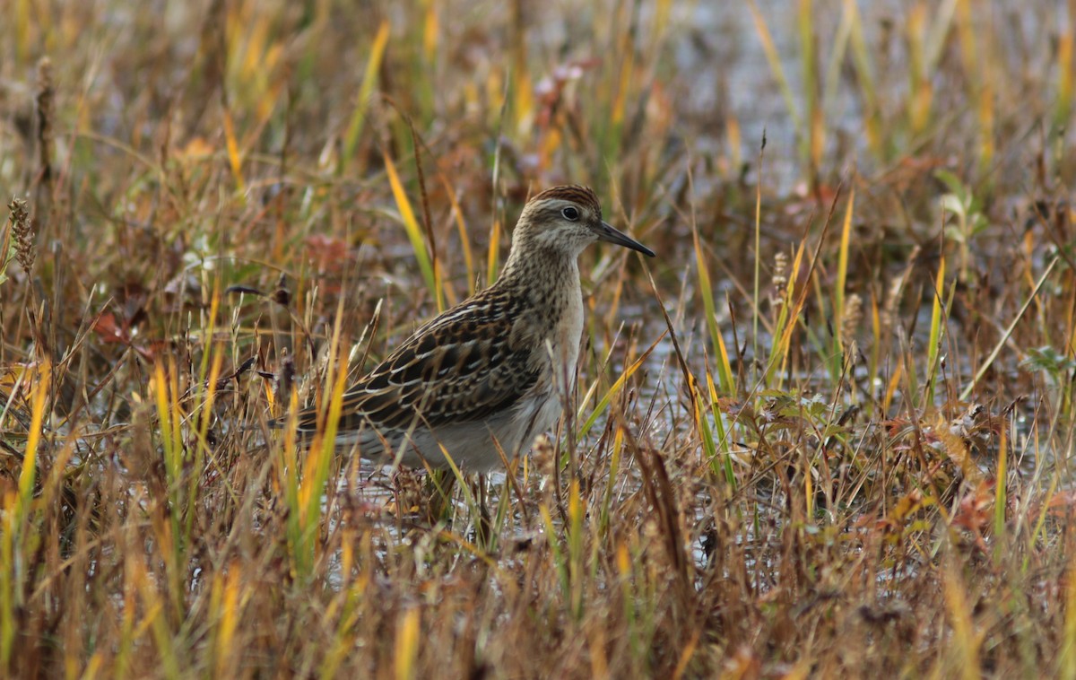 Sharp-tailed Sandpiper - ML264630711