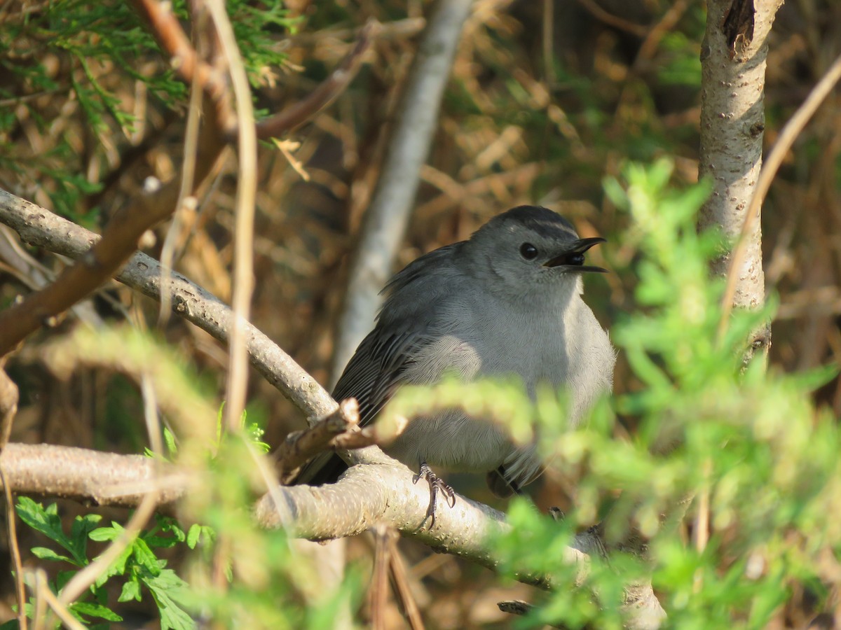 Gray Catbird - ML264630751