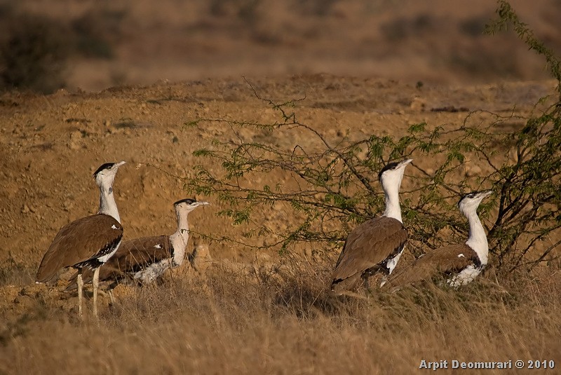 Great Indian Bustard - Arpit Deomurari