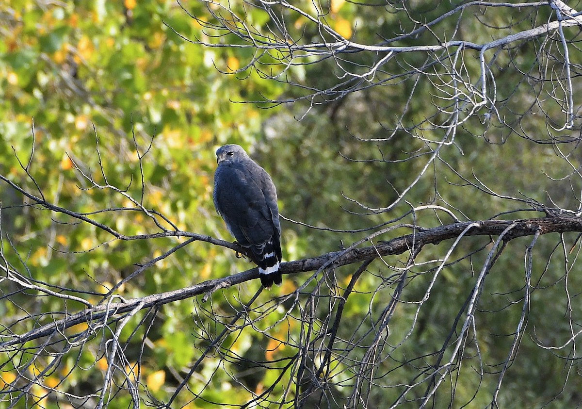 Gray Hawk - David Beaudette