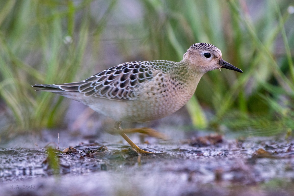 Buff-breasted Sandpiper - ML264636341