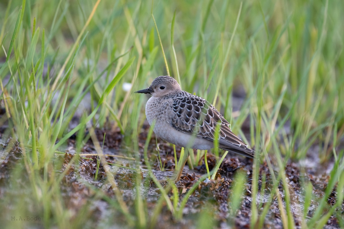 Buff-breasted Sandpiper - ML264636441