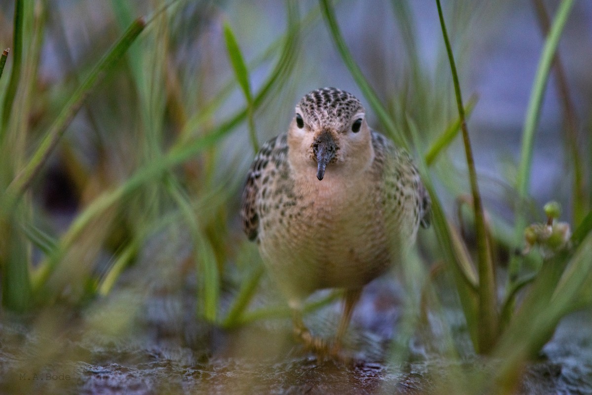 Buff-breasted Sandpiper - ML264636601