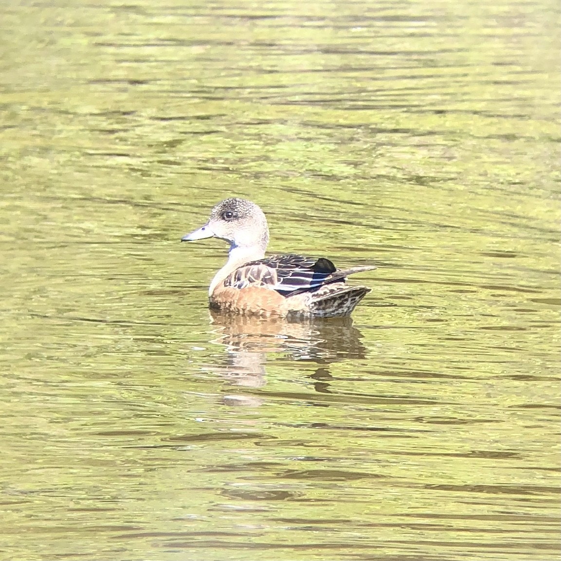 American Wigeon - ML264639121