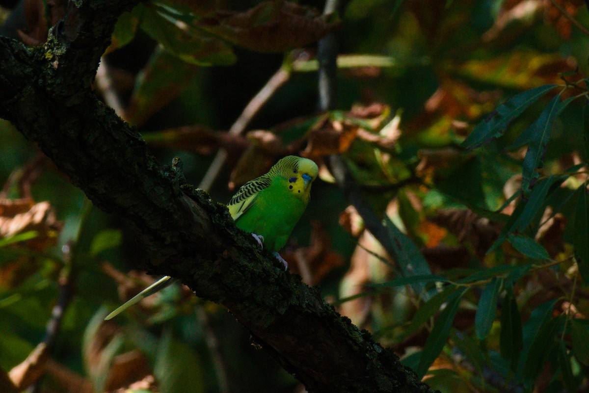 Budgerigar - ML264639161