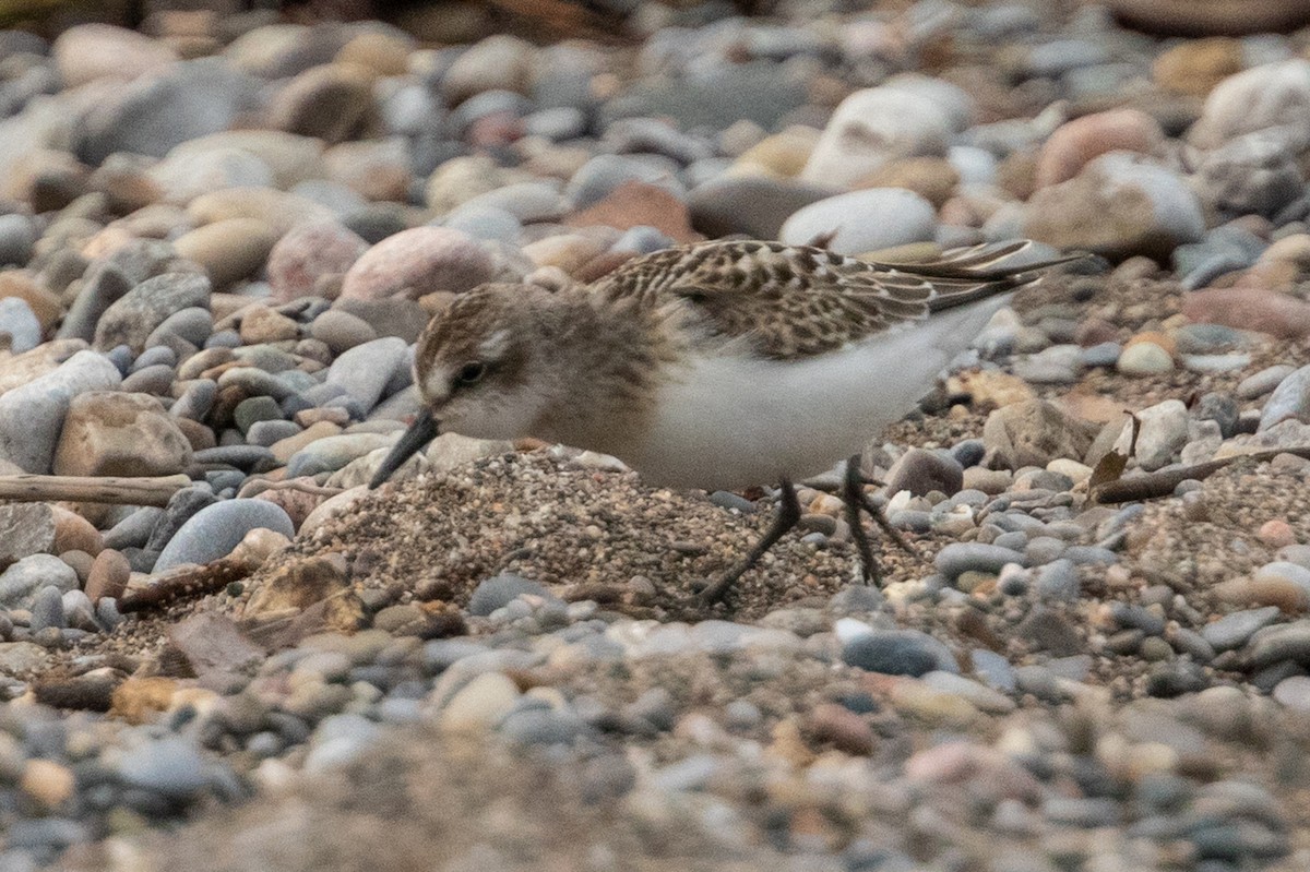 Sandstrandläufer - ML264640411