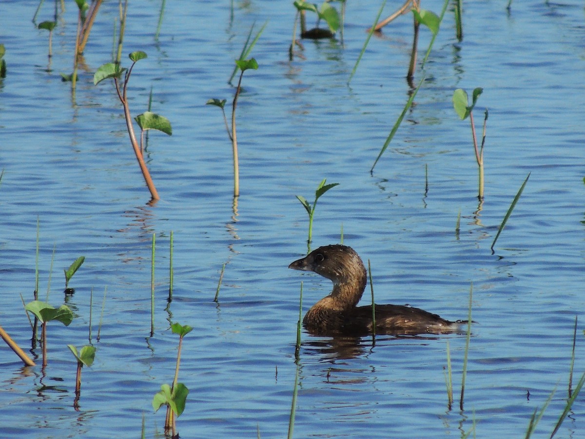 Pied-billed Grebe - ML264641361