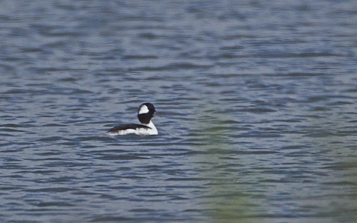 Bufflehead - ML26464241