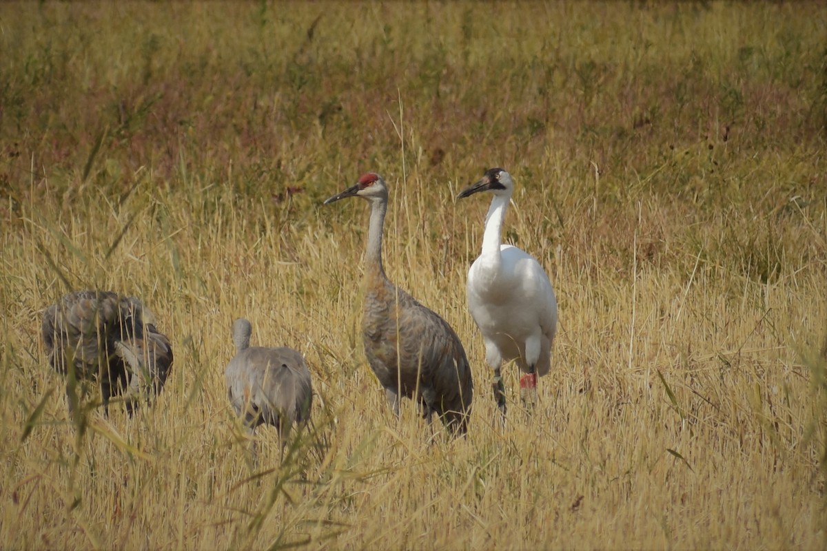 Whooping Crane - ML264643141
