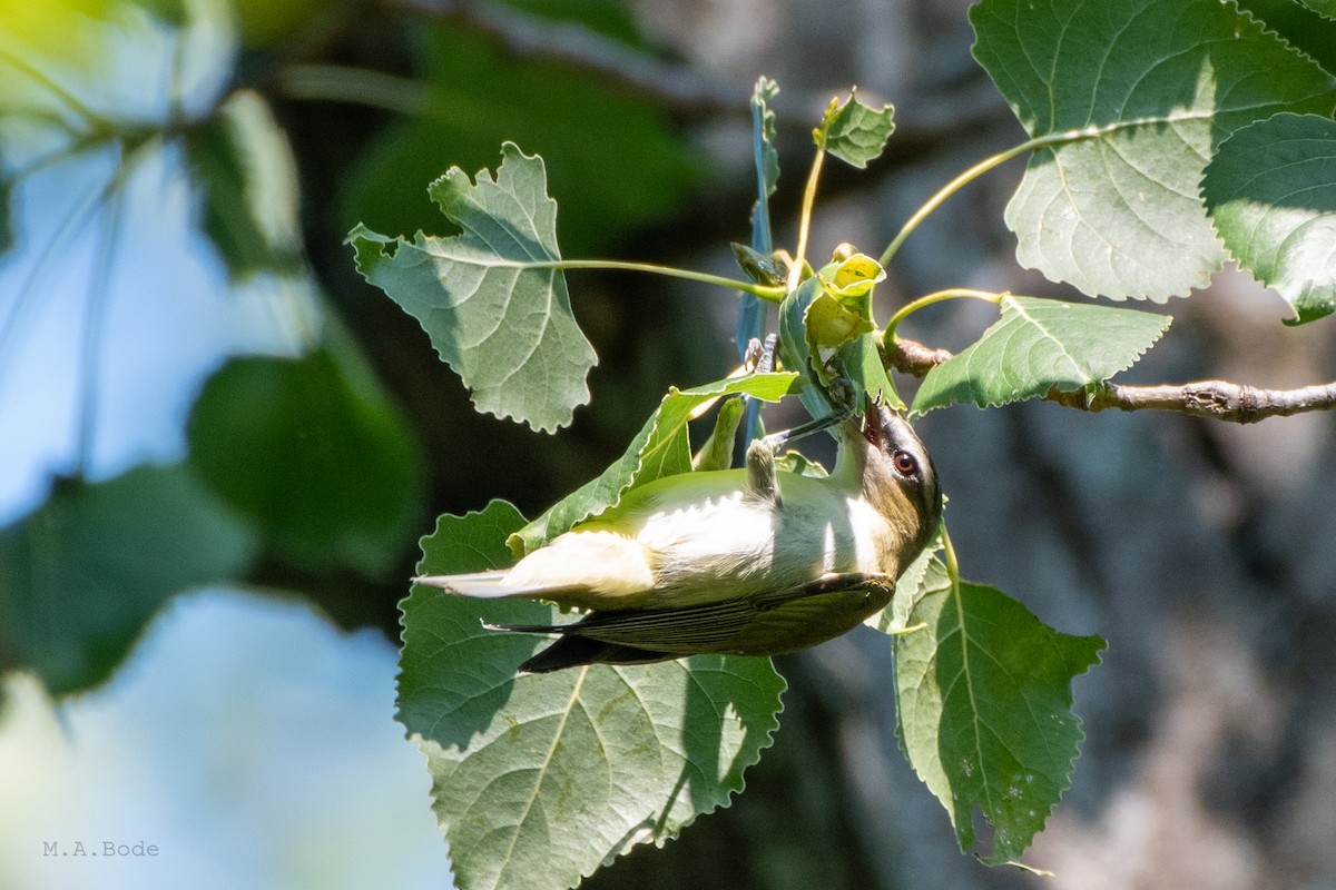 Red-eyed Vireo - ML264643211