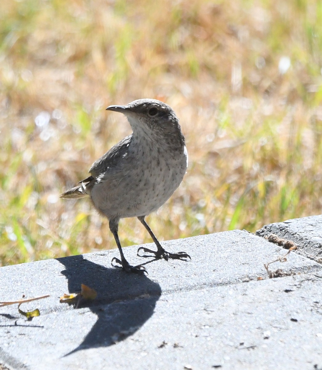 Rock Wren - ML264643601