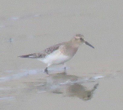 Baird's Sandpiper - Richard  Barth