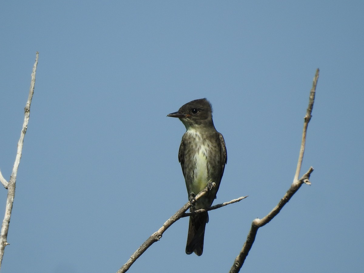 Olive-sided Flycatcher - ML264644301