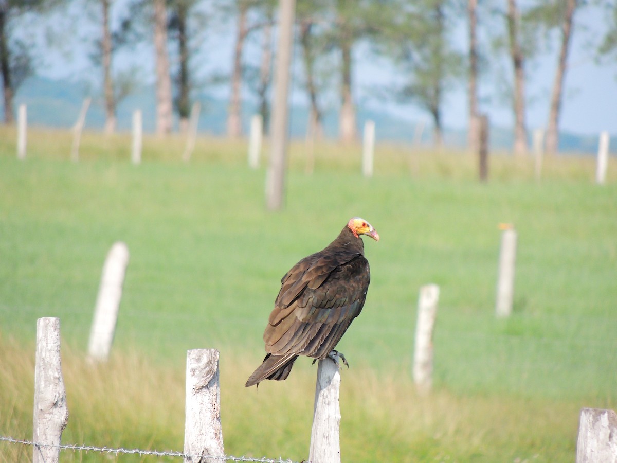 Lesser Yellow-headed Vulture - Eloisa Hdez S.