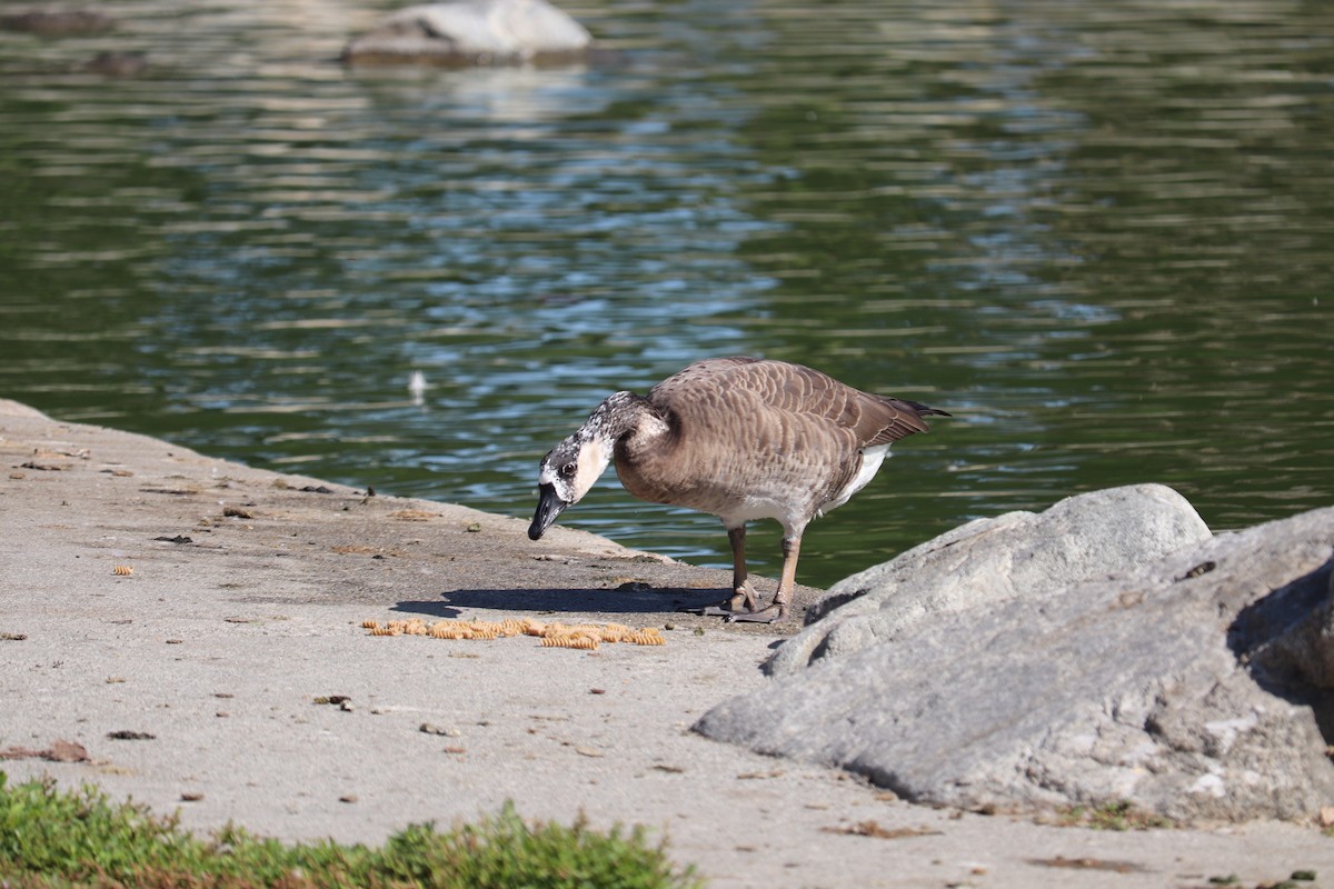 Canada Goose - Ashley Hopkins