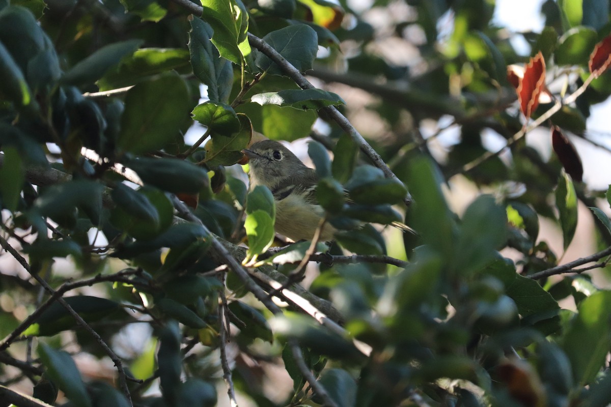 Hutton's Vireo - Ashley Hopkins