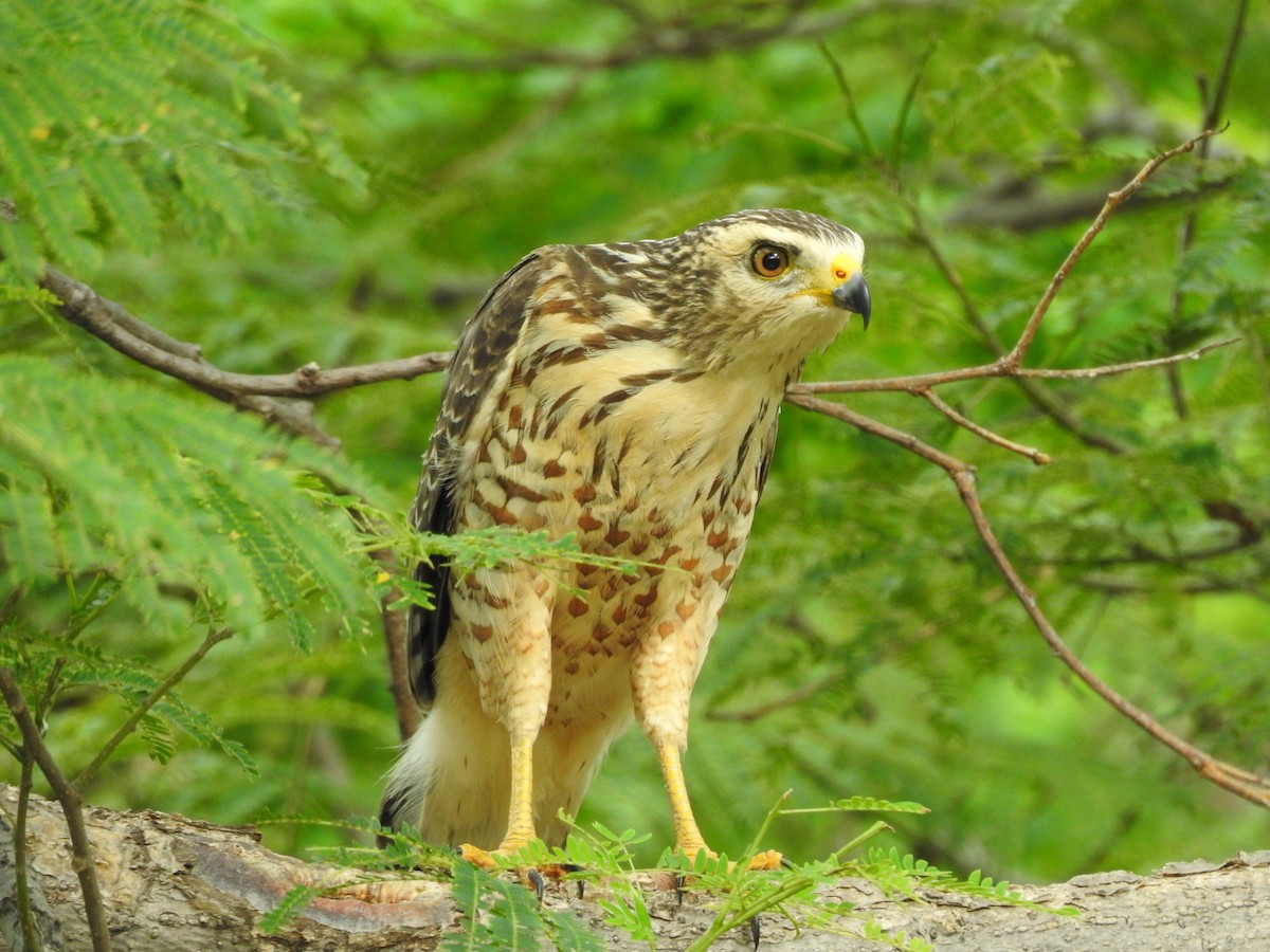 Roadside Hawk - Angela Soto