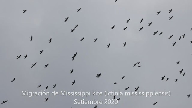 Mississippi Kite - ML264649441