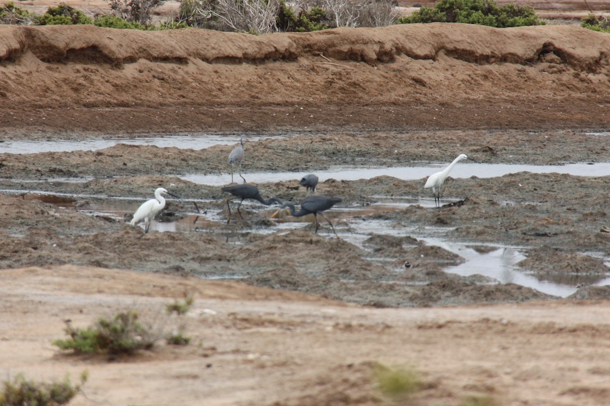 Little Egret - Tyler Joyner